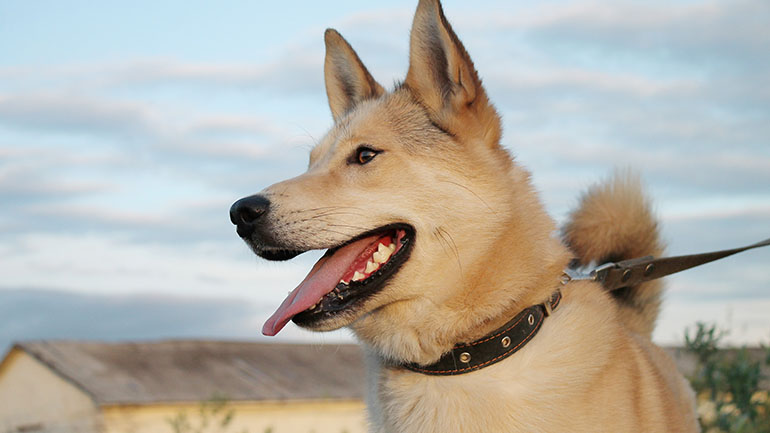 Πότε άρχισε η σχέση του ανθρώπου με τον σκύλο